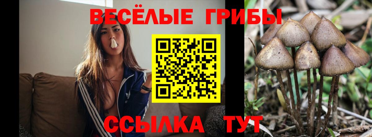 Галлюциногенные грибы прущие грибы Канаш